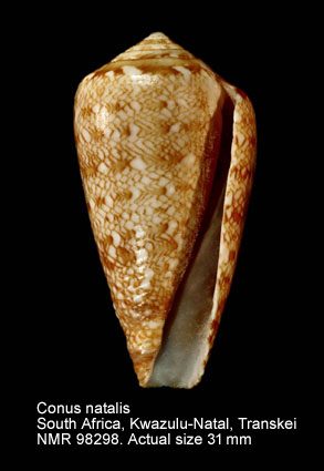Conus natalis (11).jpg - Conus natalis G.B.Sowerby,1858